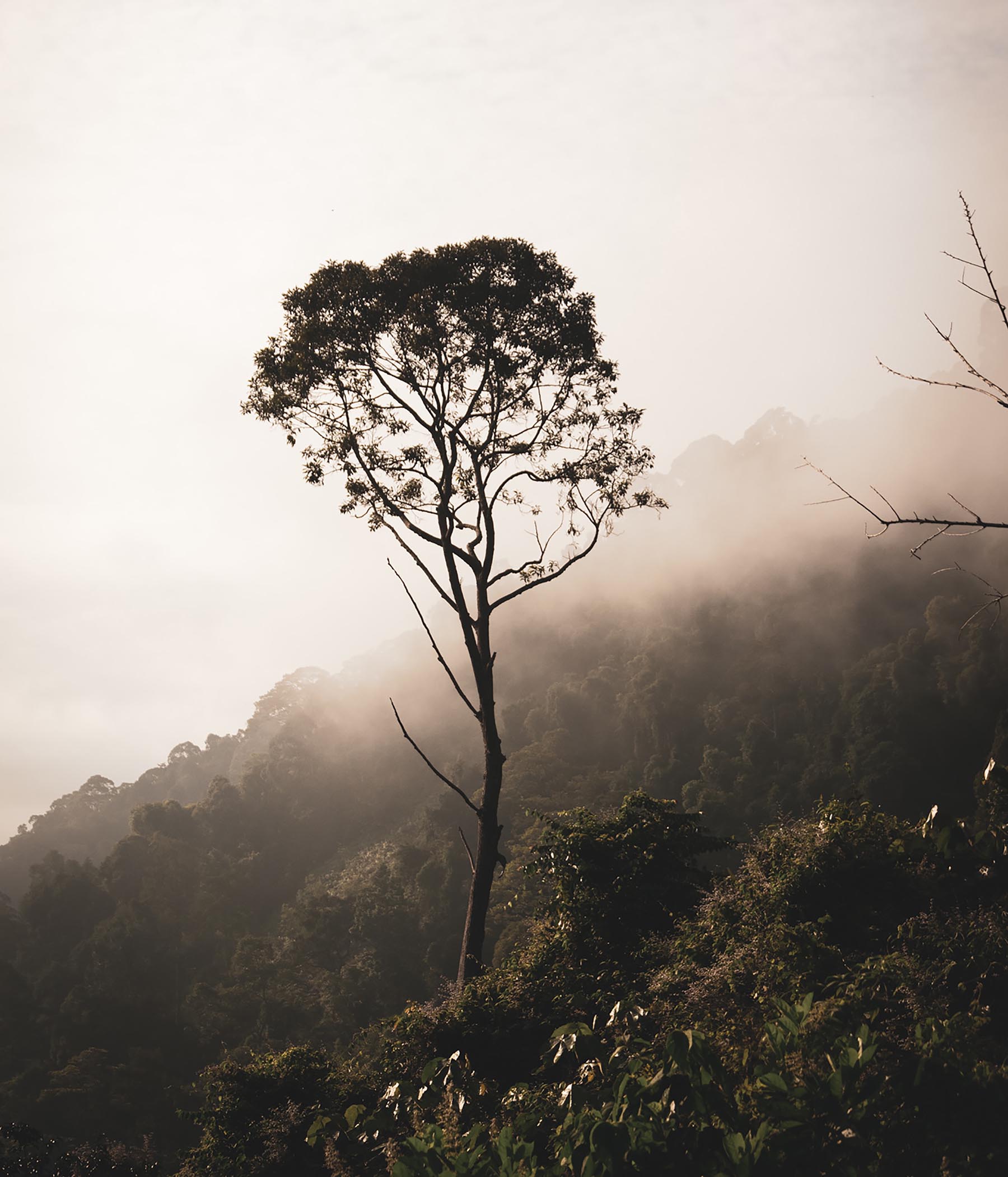 WEST KALIMANTAN | Atlas Exotics