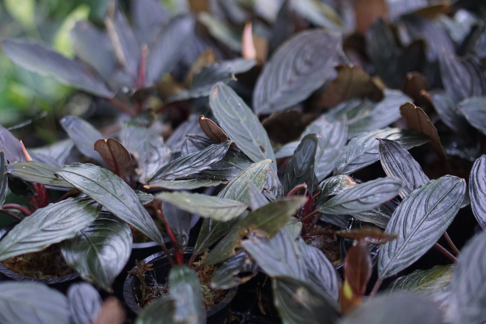 Bucephalandra kishii【AZ0420-6】 Bucephalandra cf. kishii | Atlas Exotics