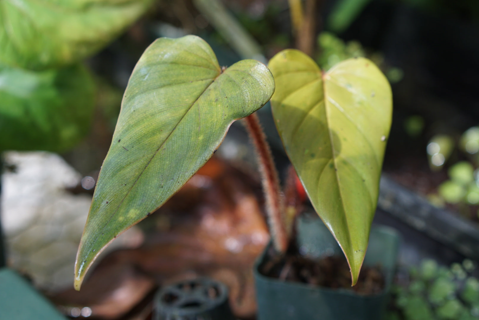 philodendron squamicaule Philodendron squamicaule