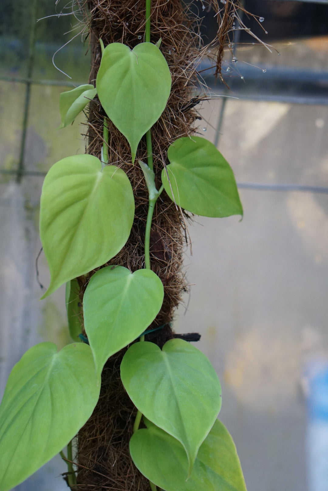 philodendron hederaceum Philodendron hederaceum 'Peru'