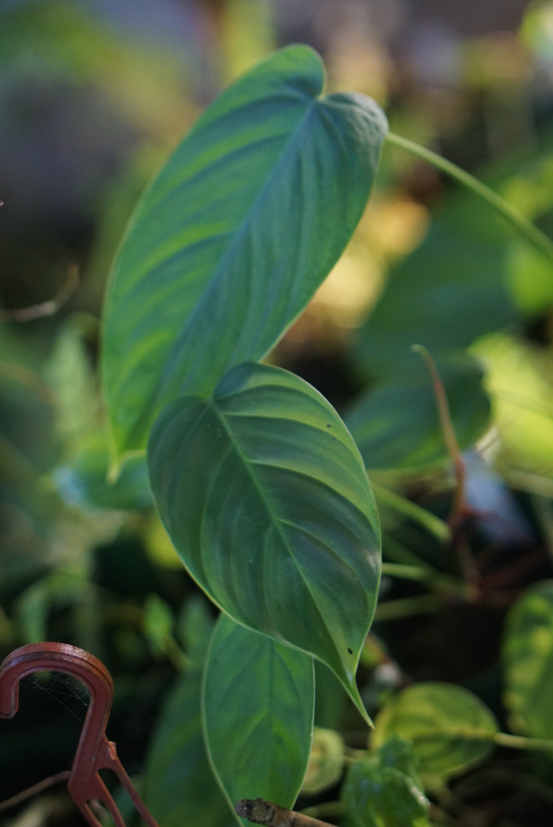 tenue philodendron Philodendron tenue