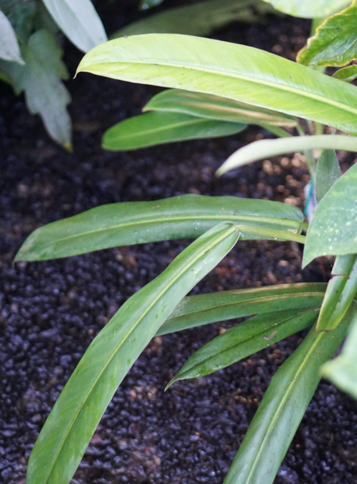 philodendron ruizii Philodendron aff. ruizii