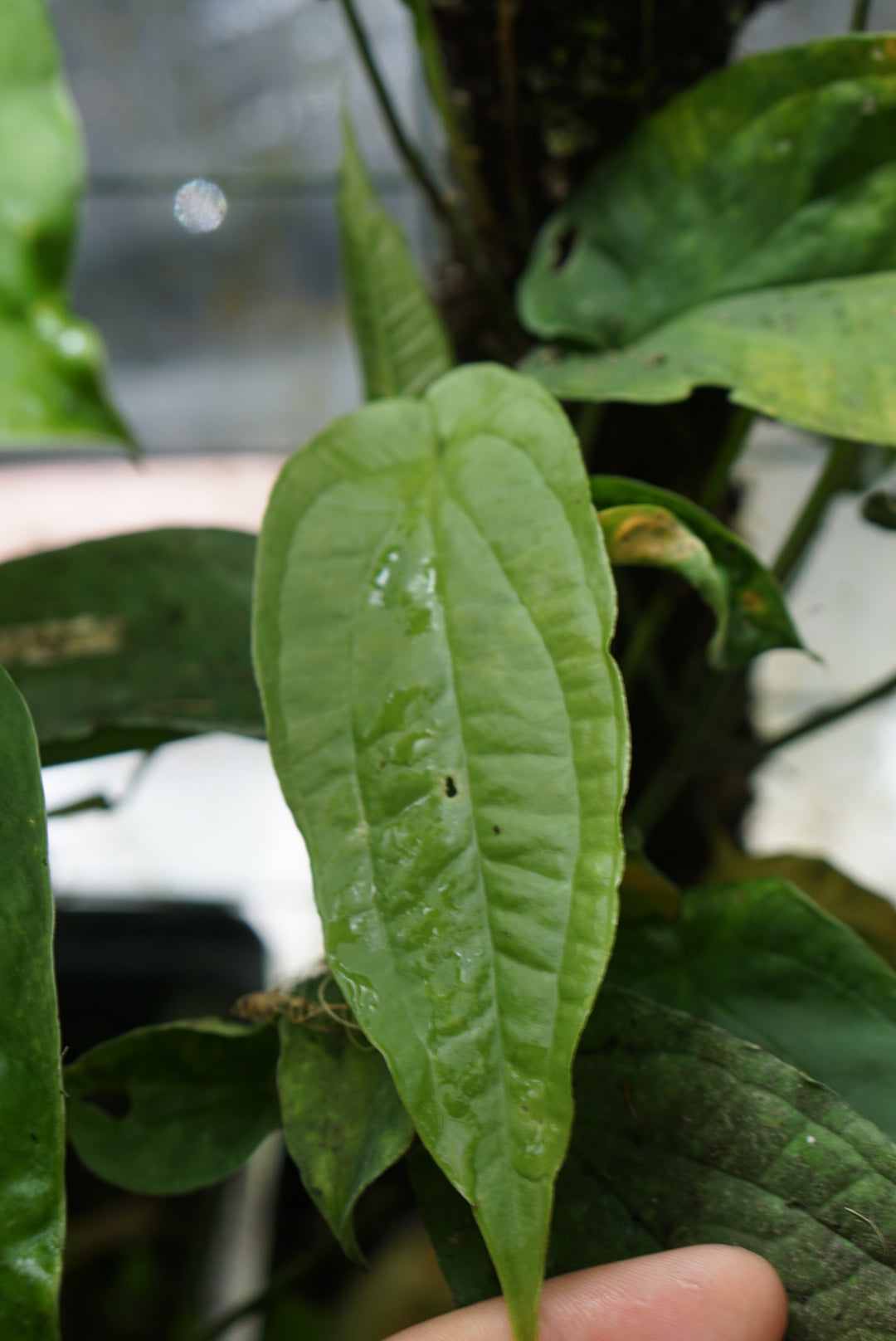 anthurium flexile Anthurium flexile
