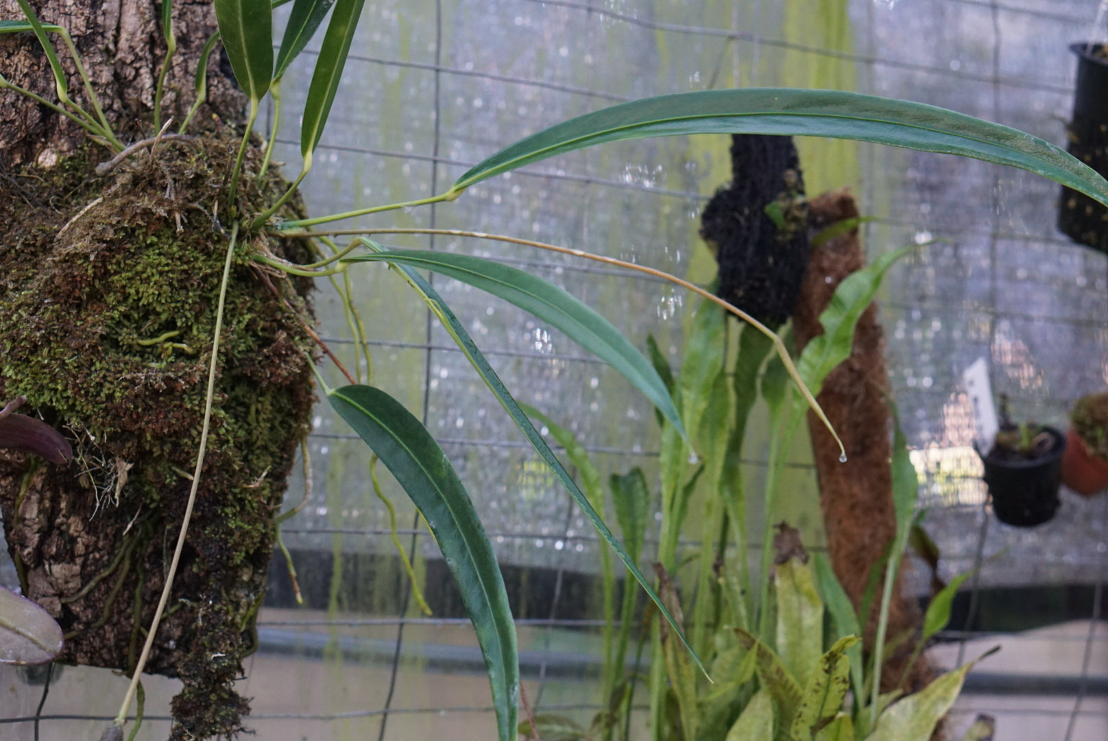 epiphytic anthurium Anthurium frierichstalii (seedlings)