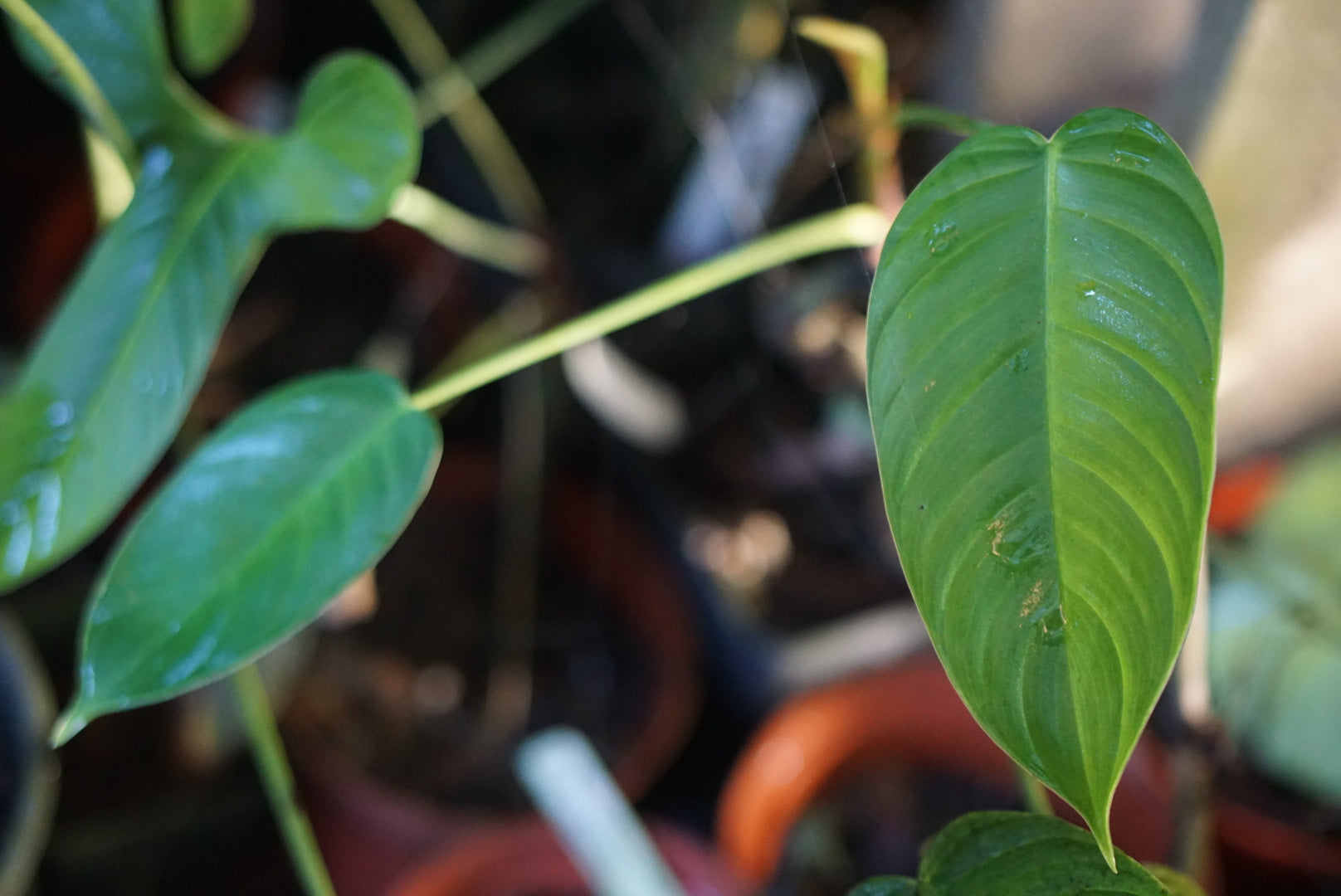 philodendron scherberichii Philodendron scherberichii