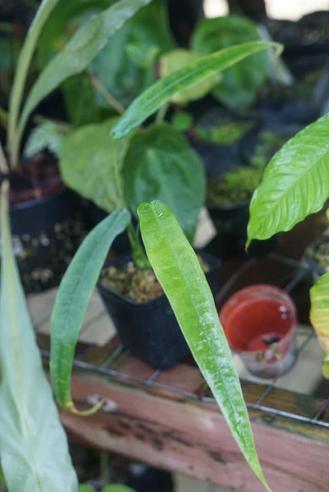 anthurium lutheri Anthurium lutheri