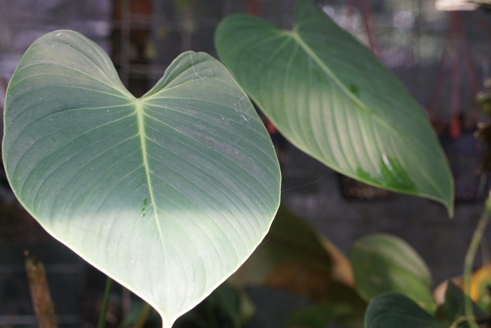 philodendron singapore Philodendron melanoneuron