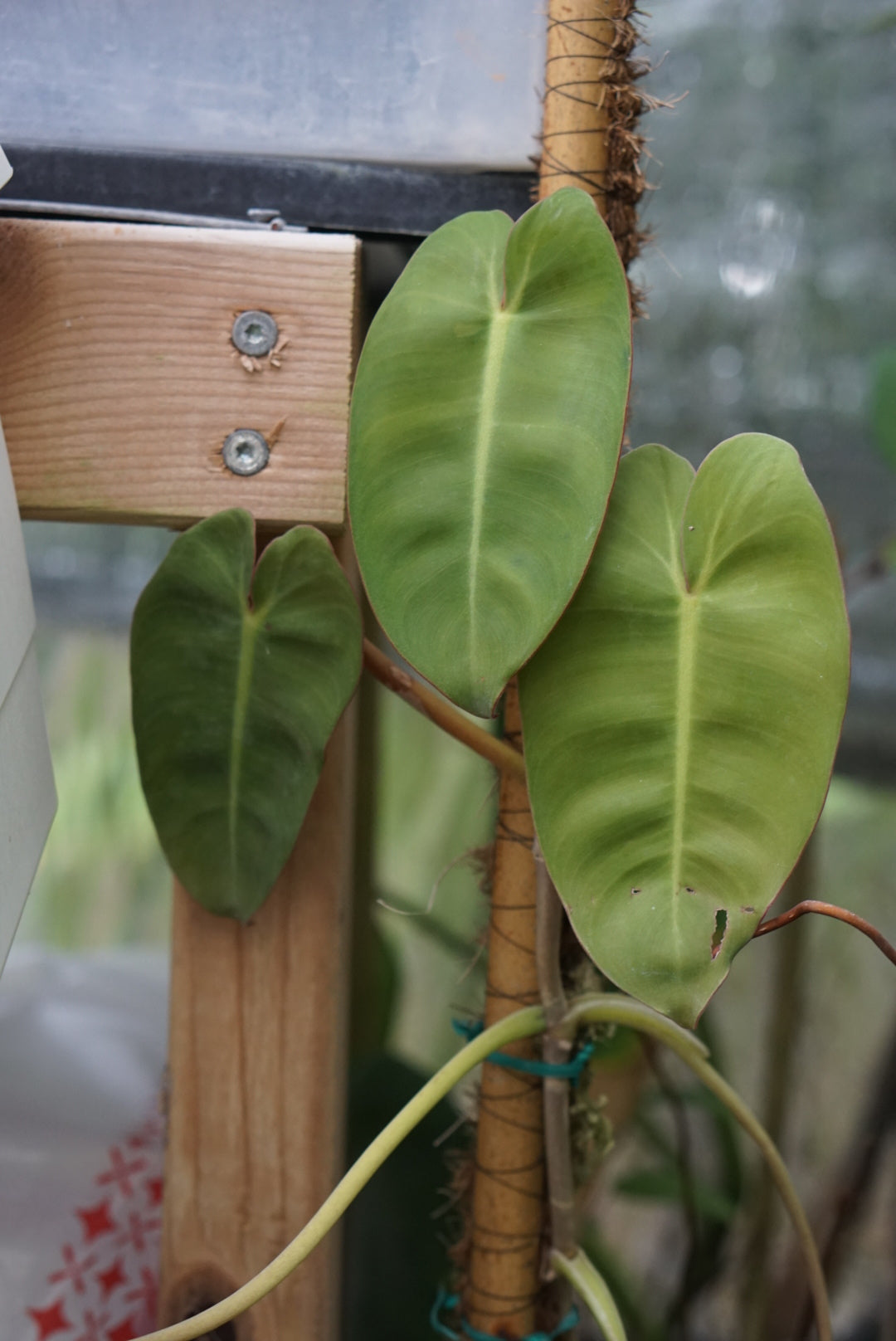 staking philodendron Philodendron scottmorianum