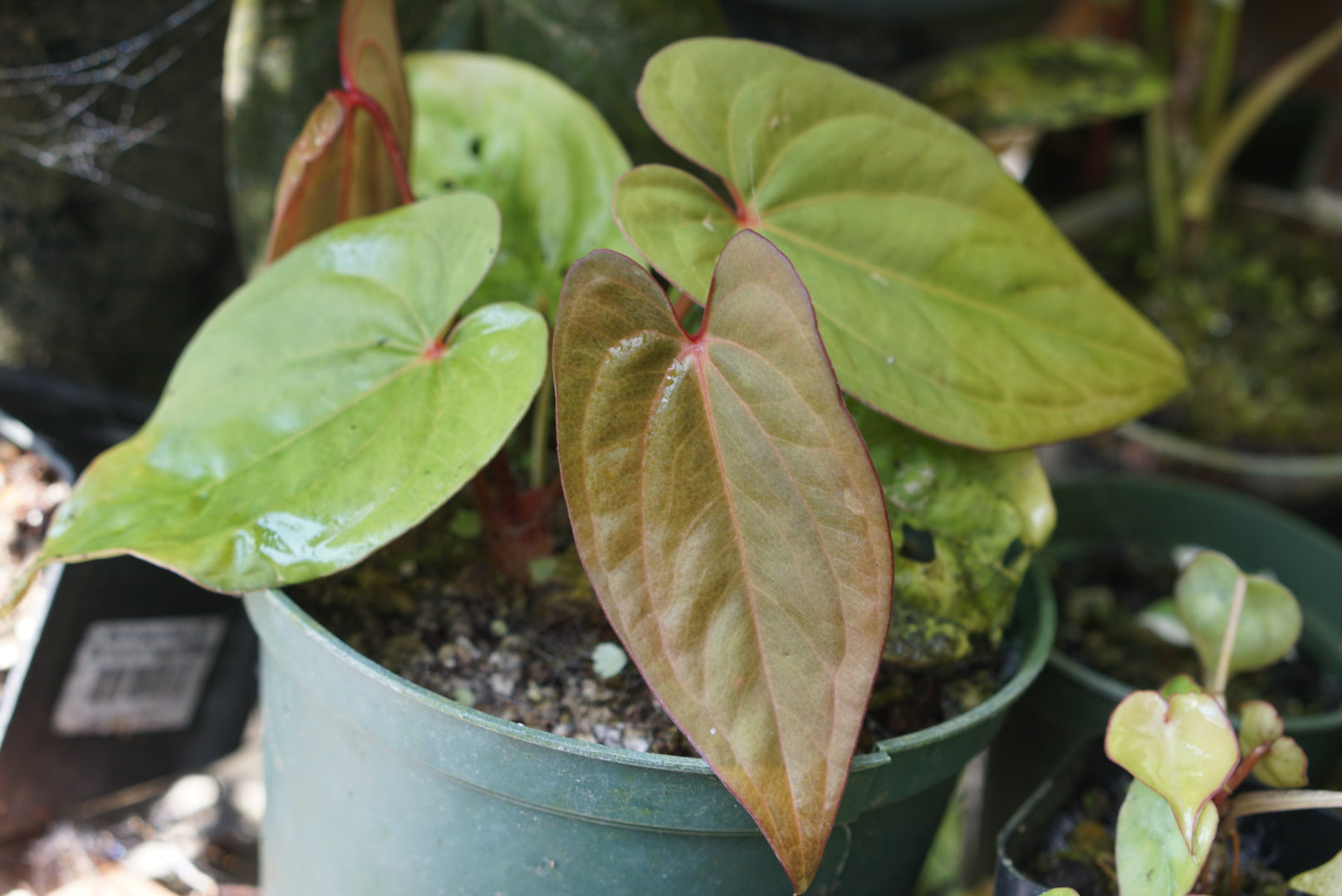 anthurium circus peanuts Anthurium 'Circus Peanuts'