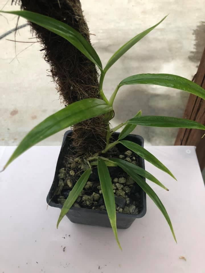 philodendron mindo Philodendron sp. Mindo 2