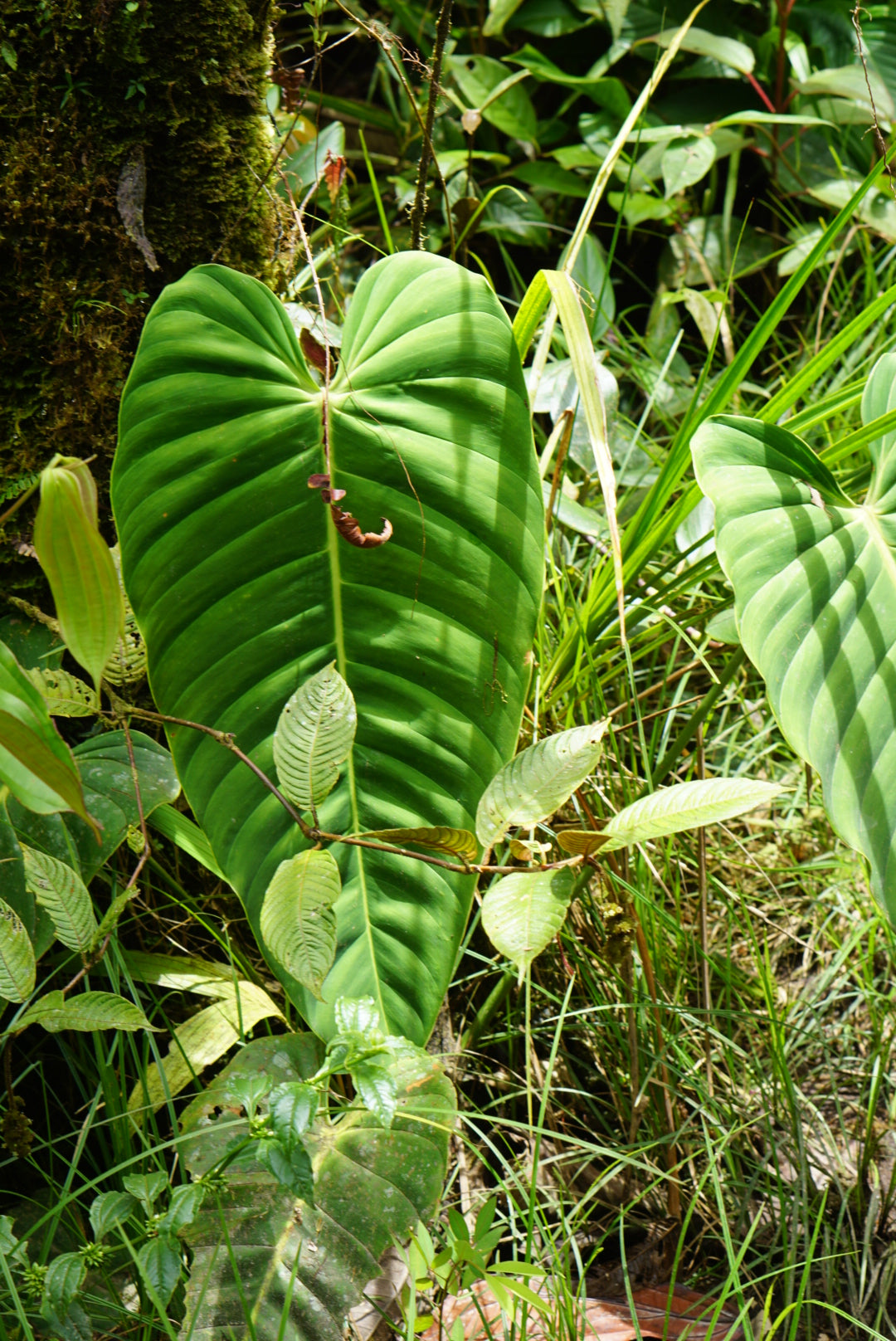 esmeraldense philodendron Philodendron esmeraldense