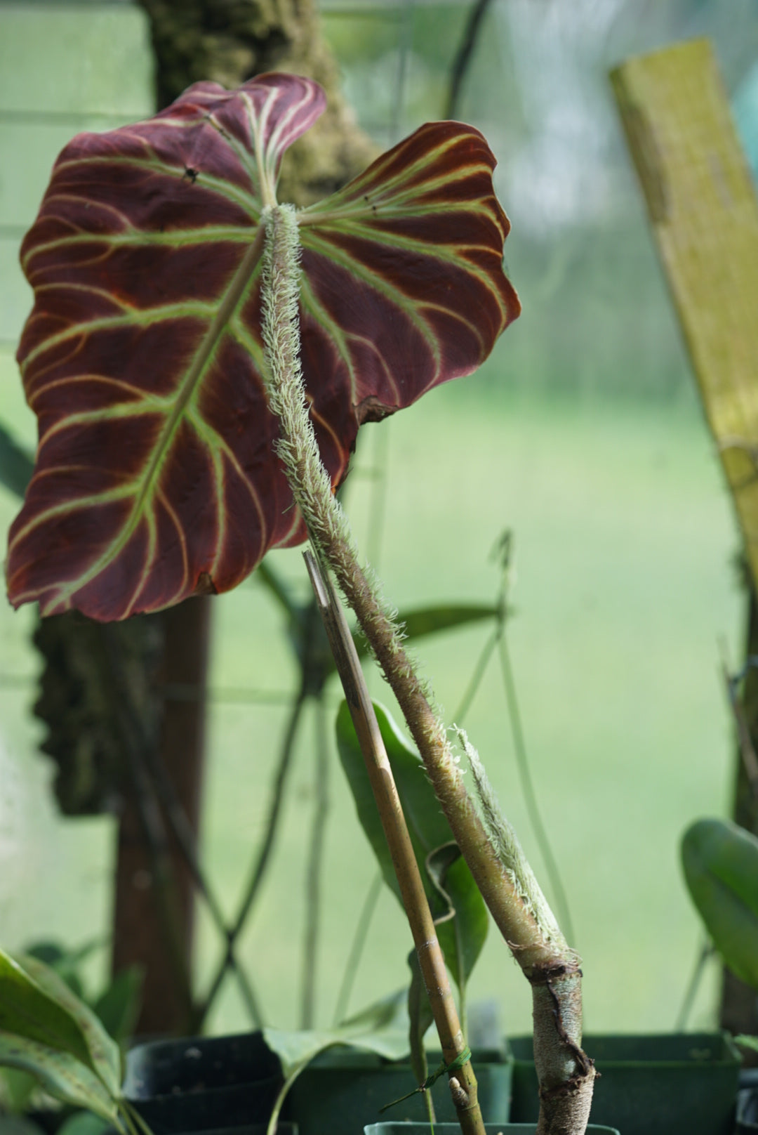 cobra philodendron Philodendron verrucosum 'Cobra'
