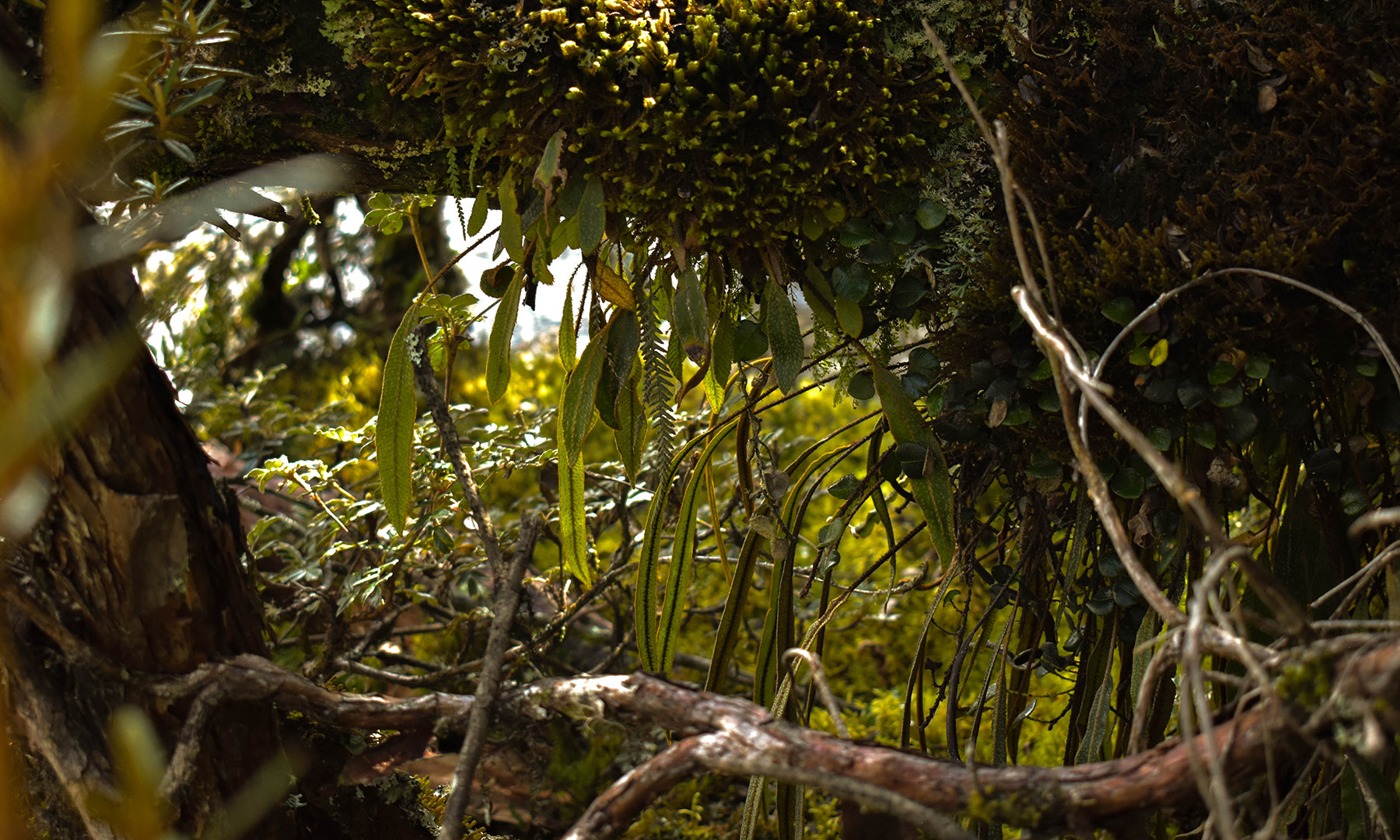 Ecuador epiphytes 04b58095 46fe 483a baf6 384e9ab86b5b