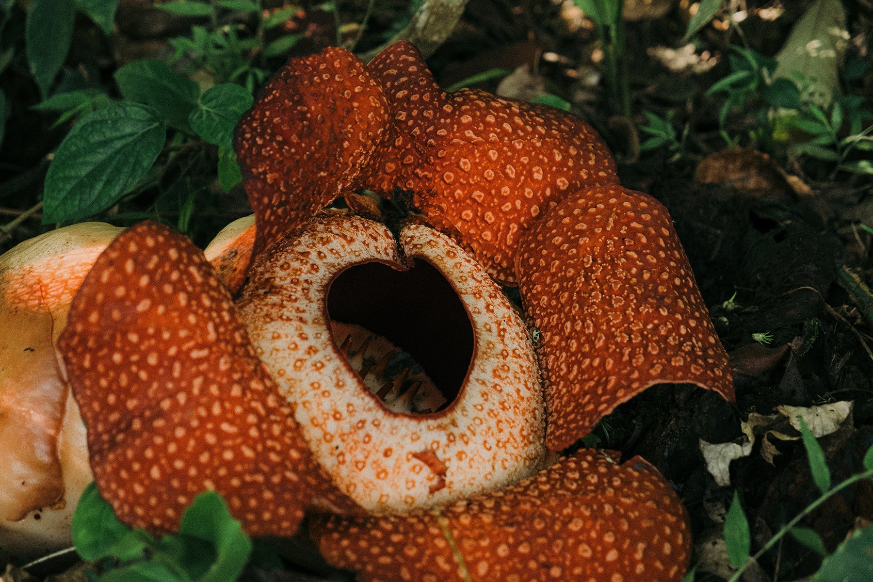 Philodendron scherberichii | Atlas Exotics