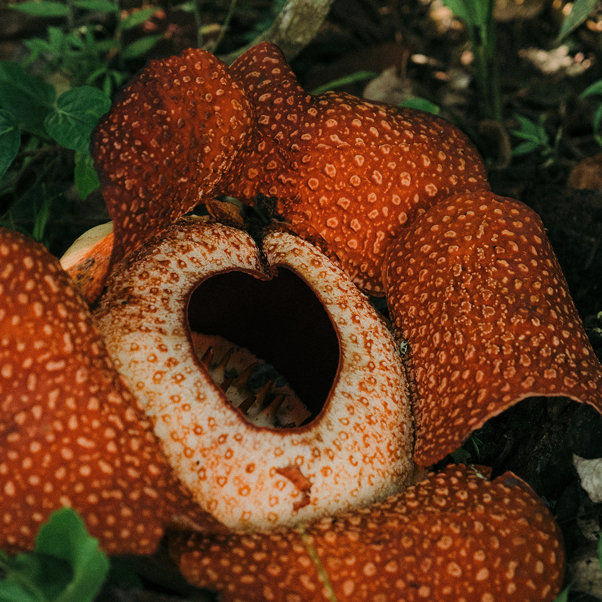 anthurium avium Anthurium cf. avium 'Amazonas'