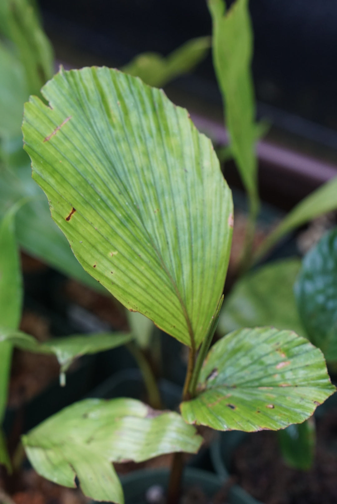 Iriarita? sp. Choco