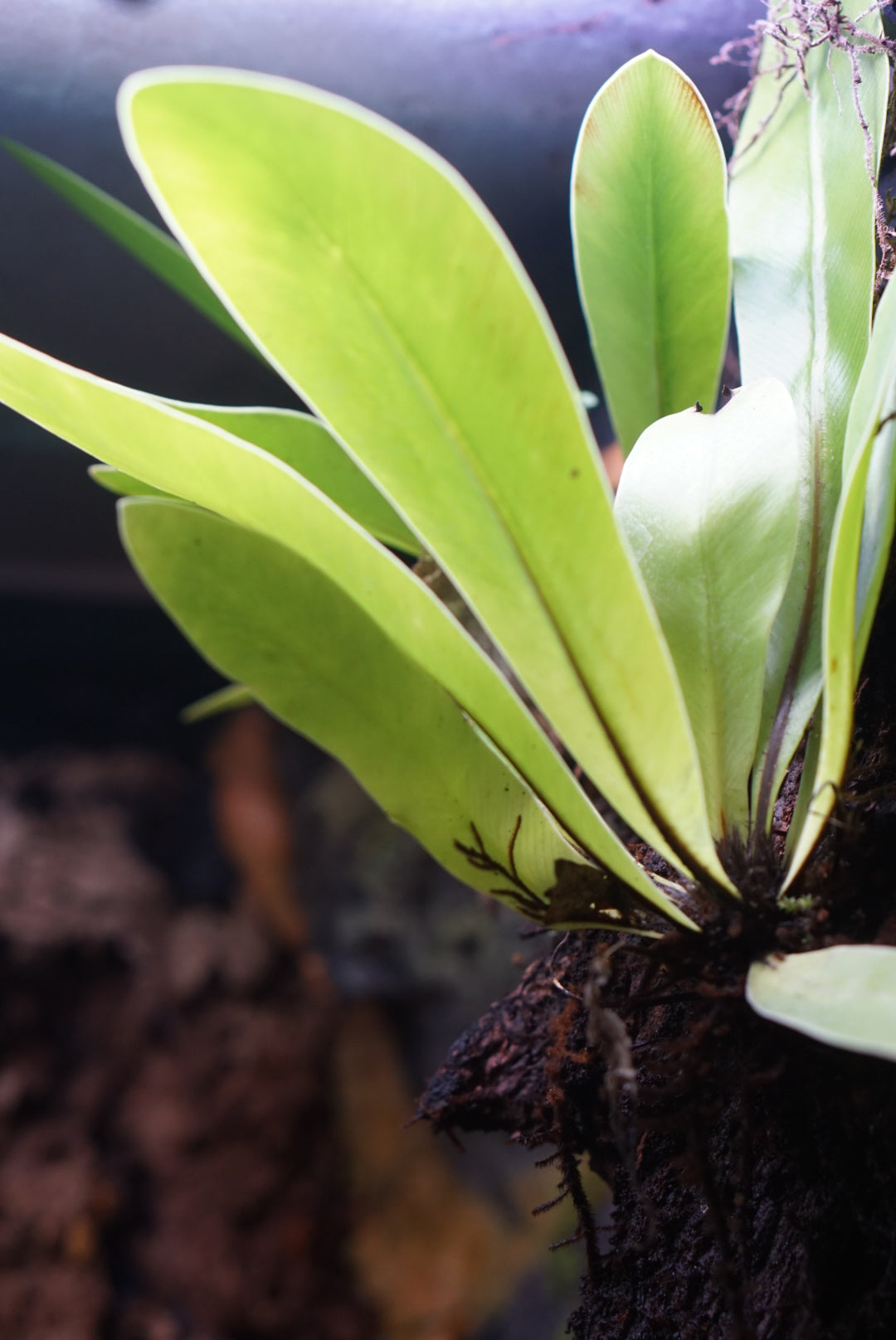 Asplenium Nidus