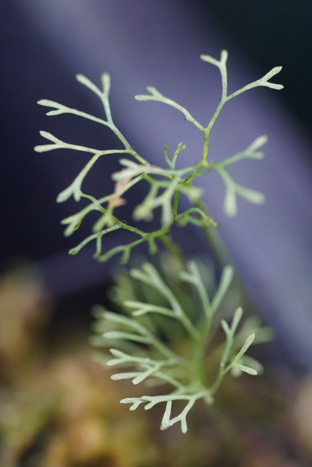 Elaphoglossum peltatum 'Peru'