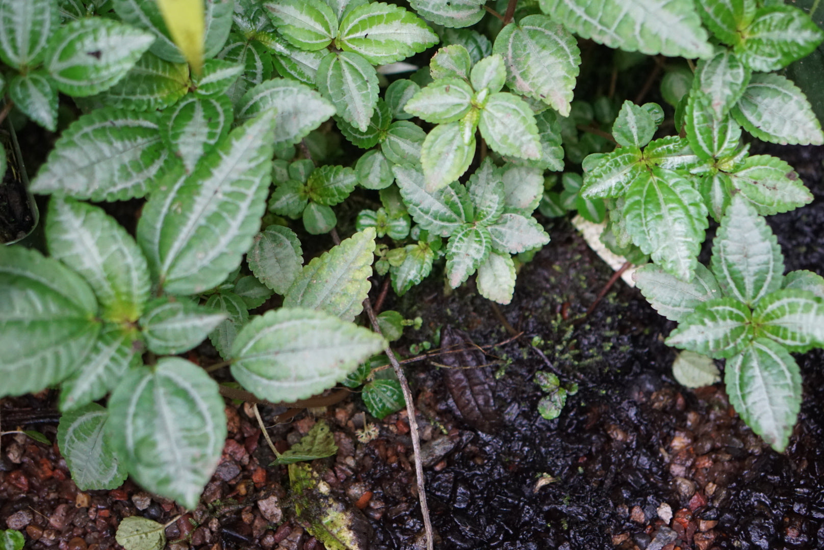 Pilea sp. Santa Fe