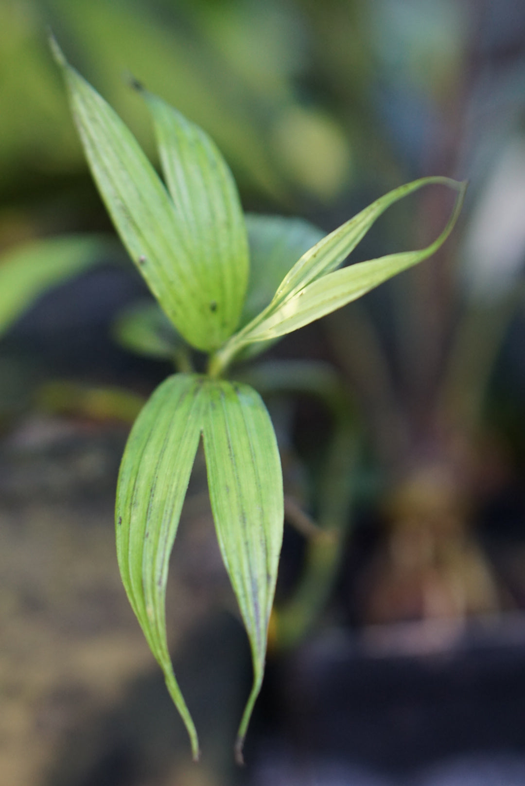 Asplundia sp. Napo