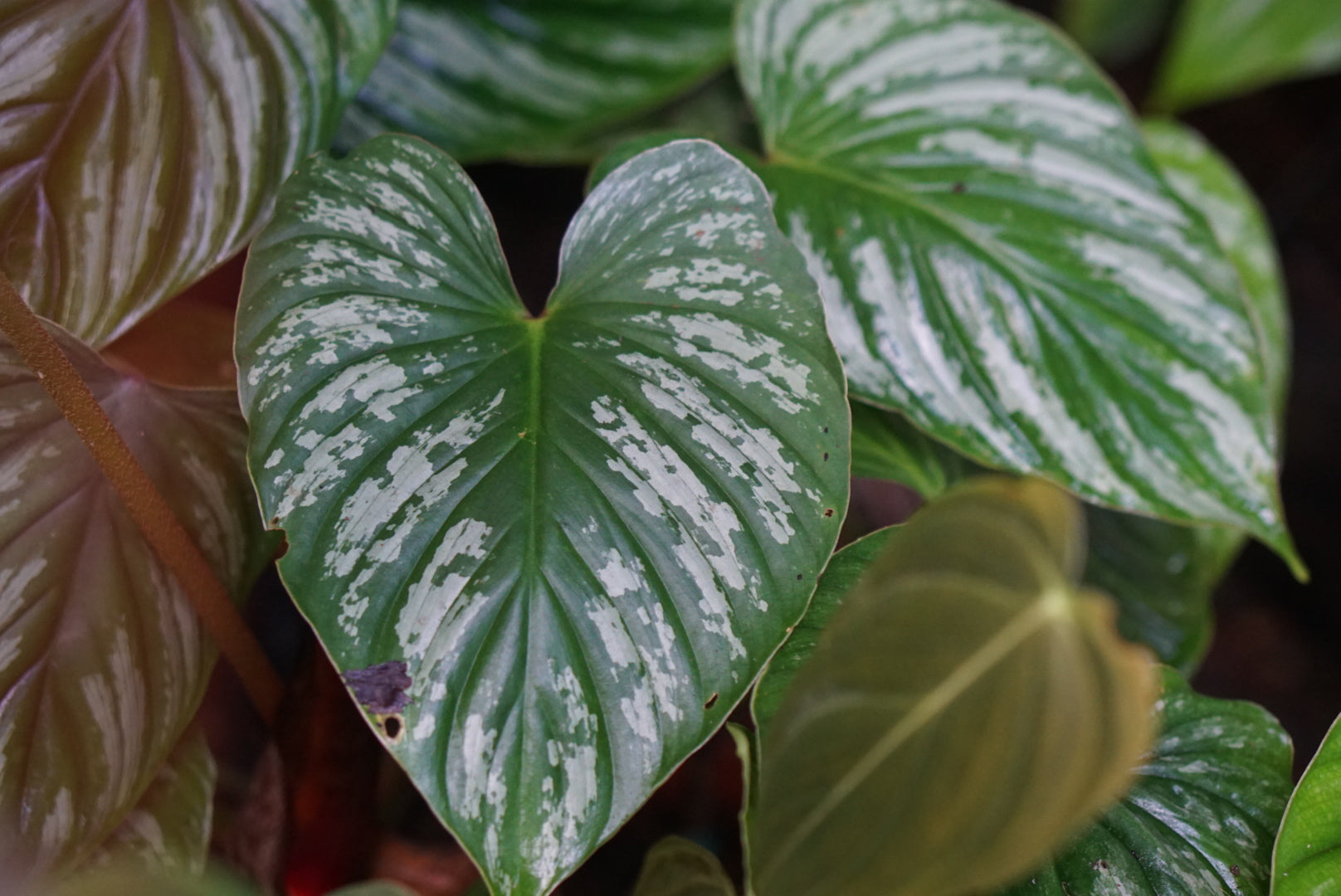 Philodendron mamei