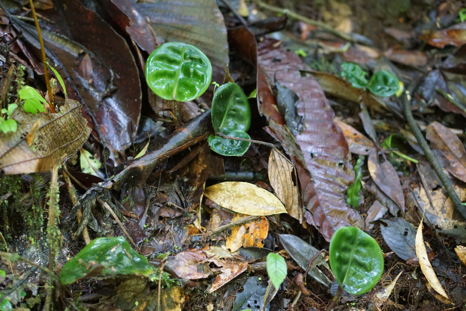 Geogenanthus ciliatus