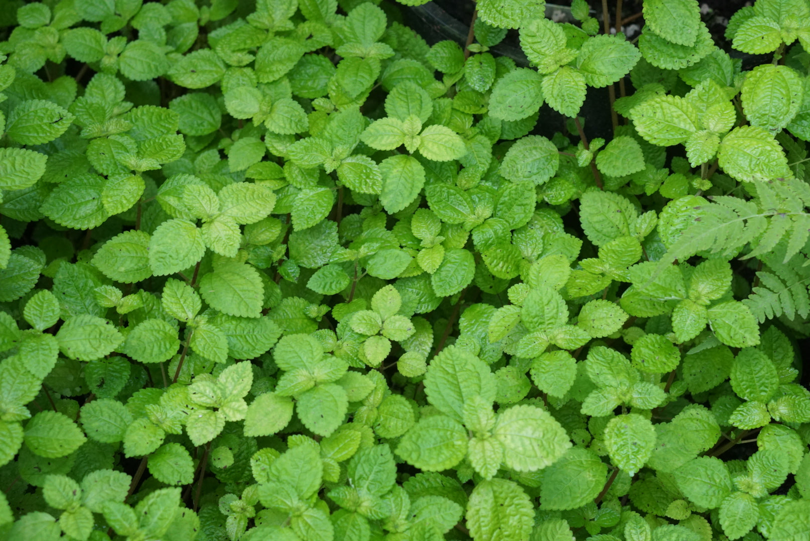 Pilea nummulariifolia