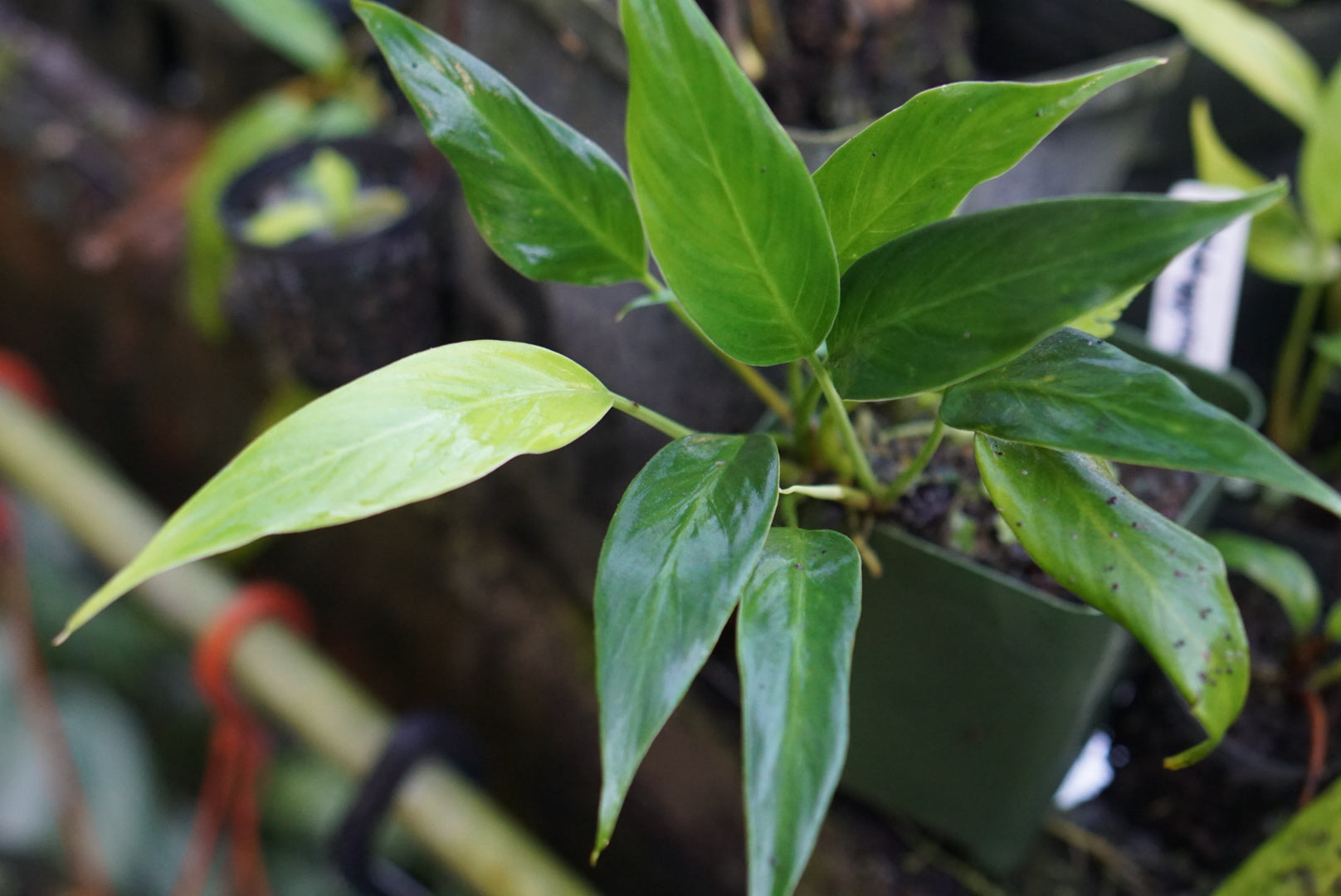 Colobogynium sp. Borneo