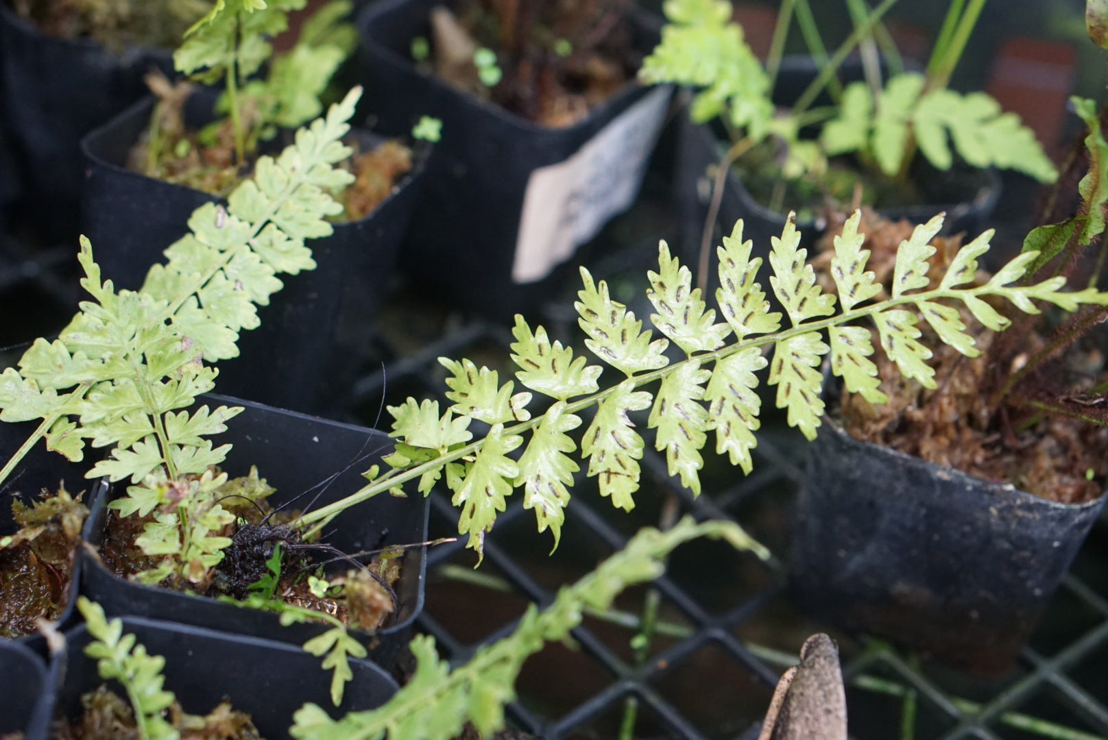 Asplenium sp. Morona 1