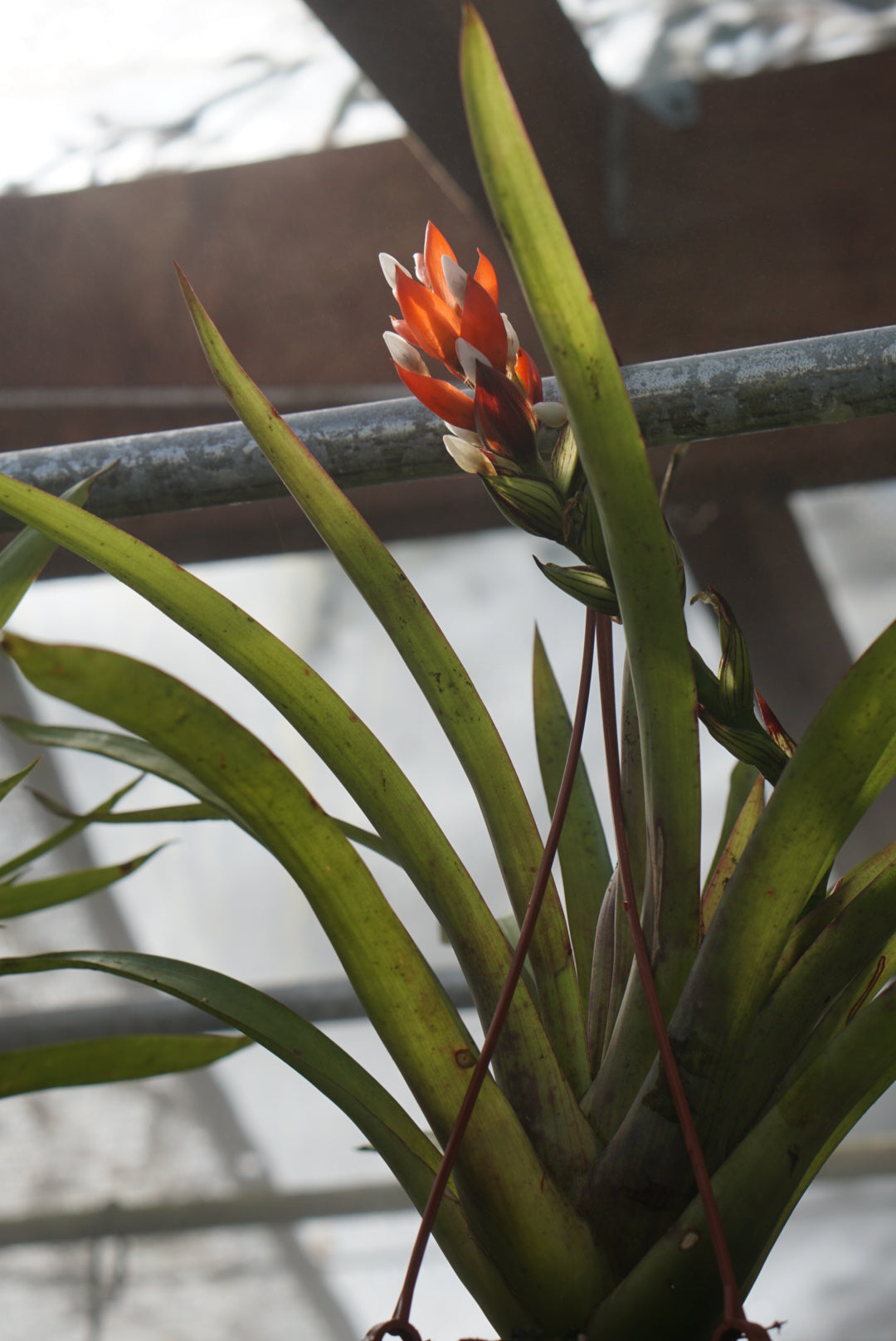 Guzmania monostachia