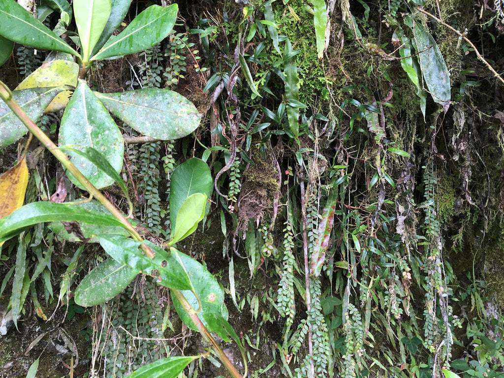 Sphymospermum cf. buxifolium 'Zamora'