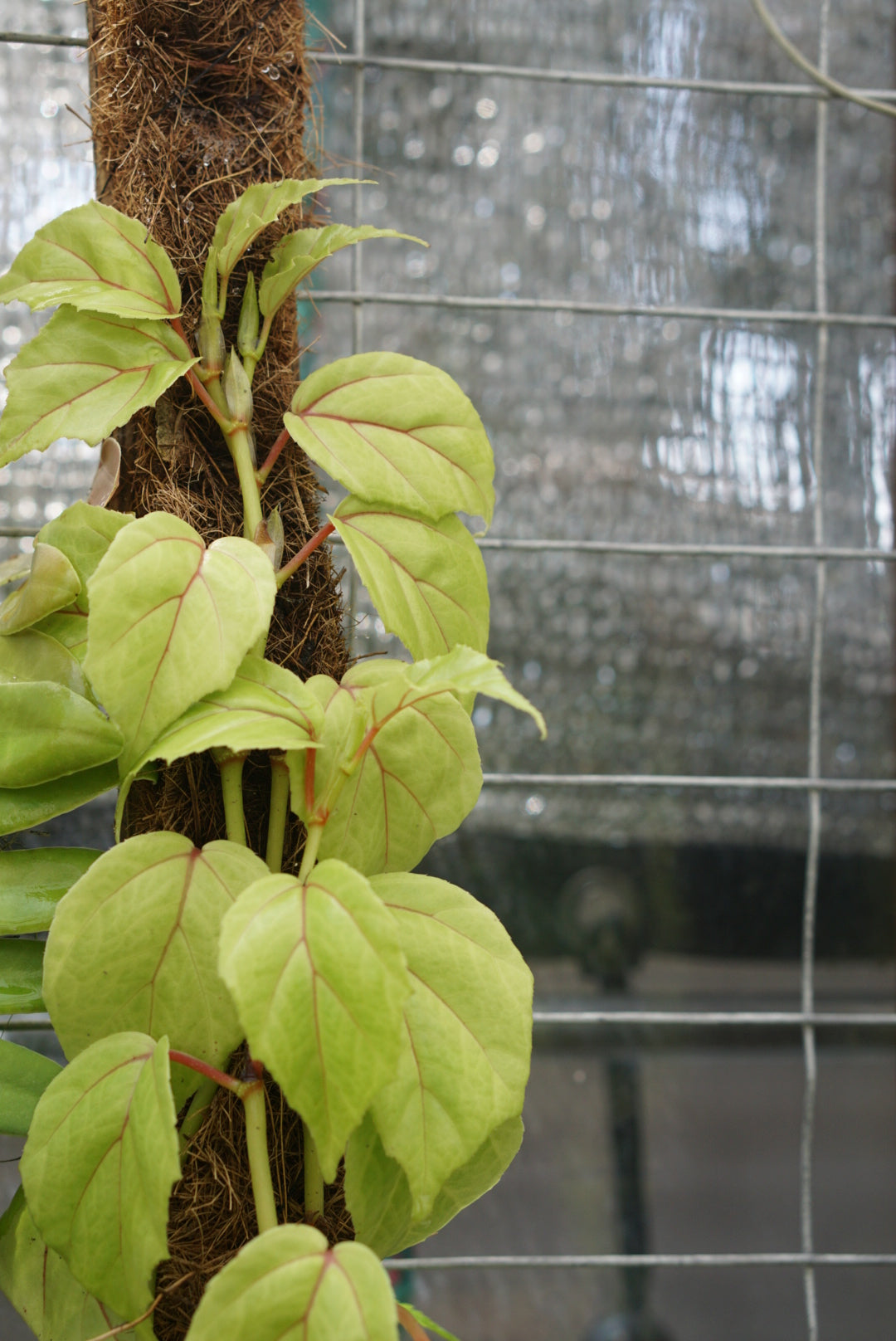 Begonia glabra 'Red Vein'