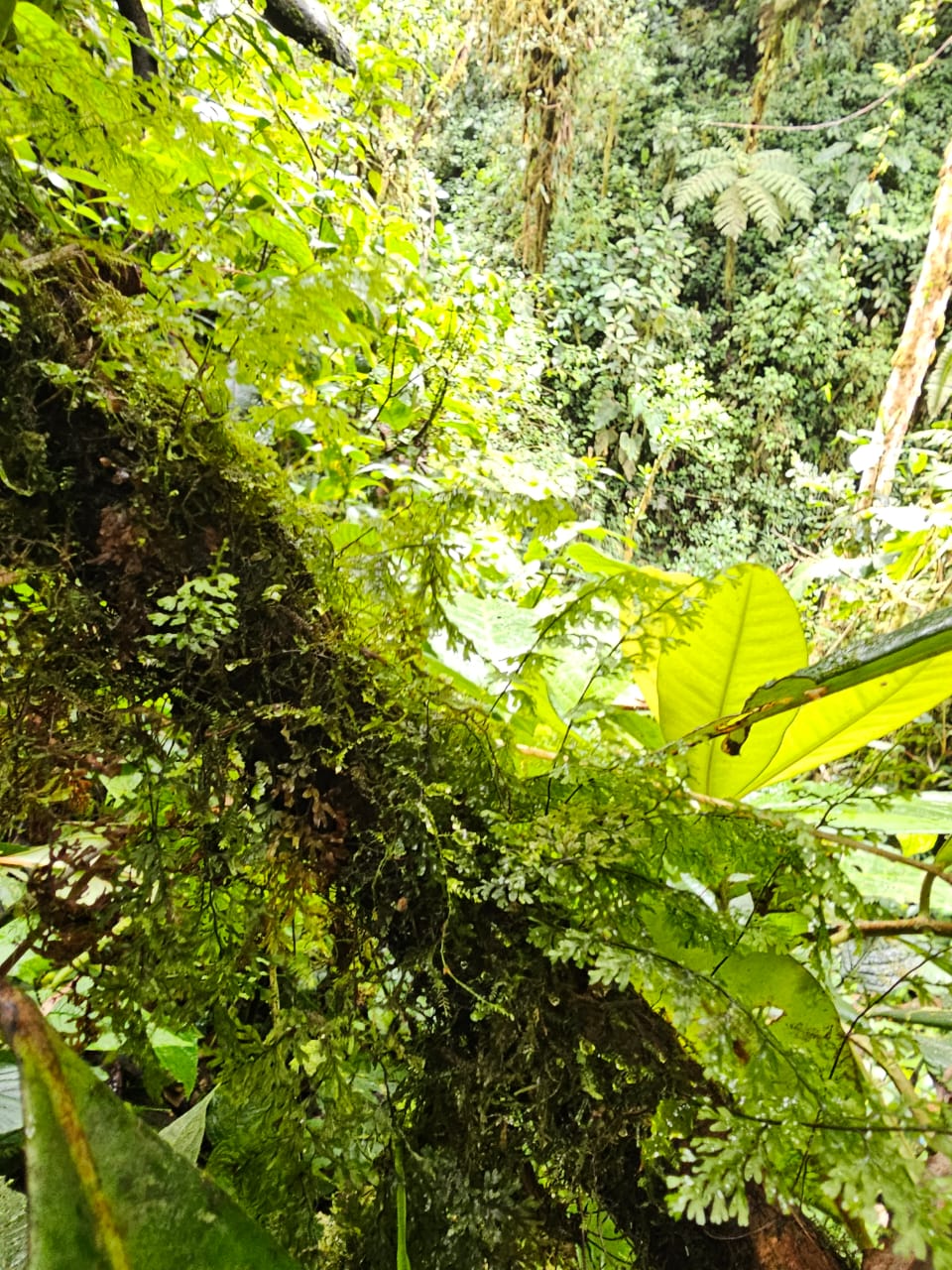 Hymenophyllum sp Mindo 2