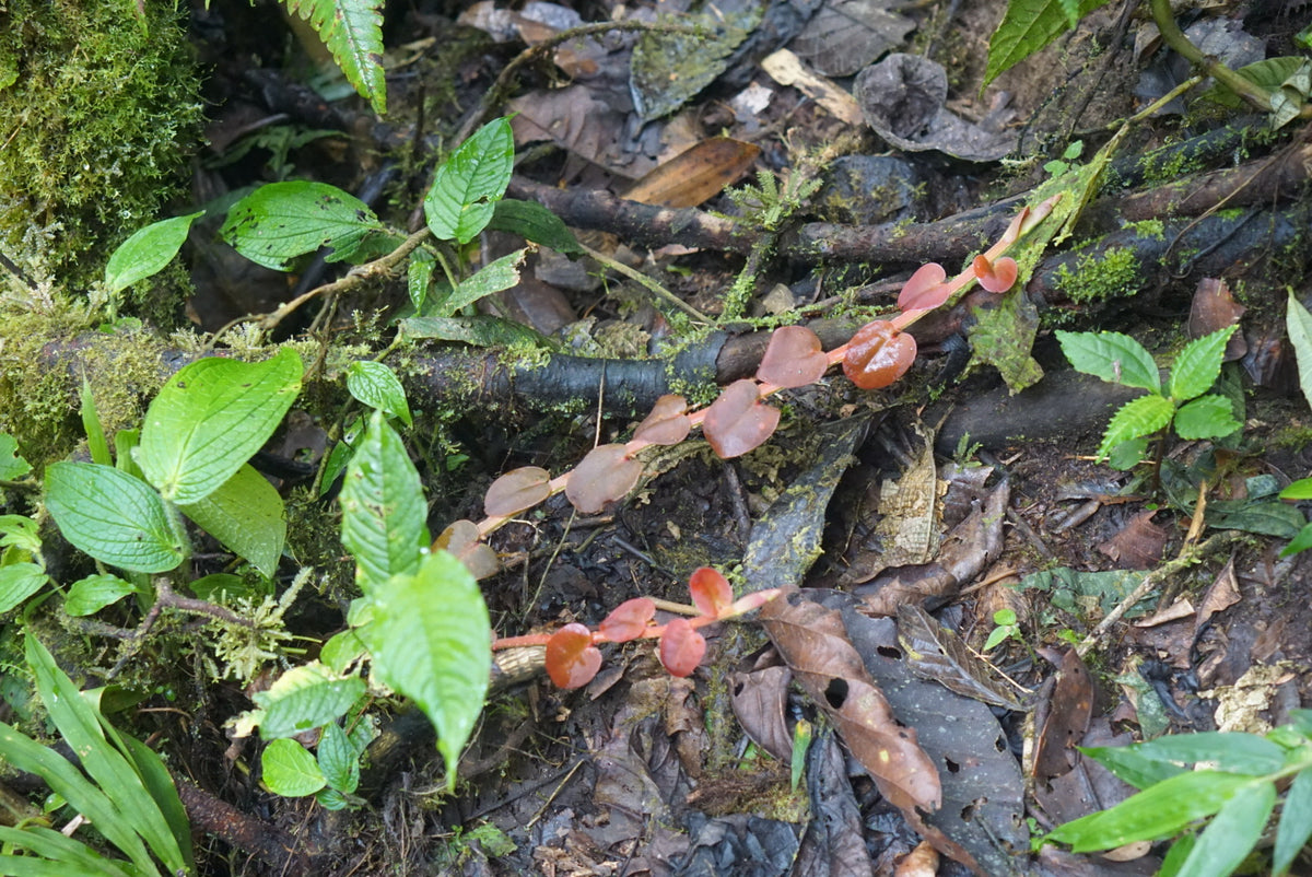 Marcgravia sp Mindo 2