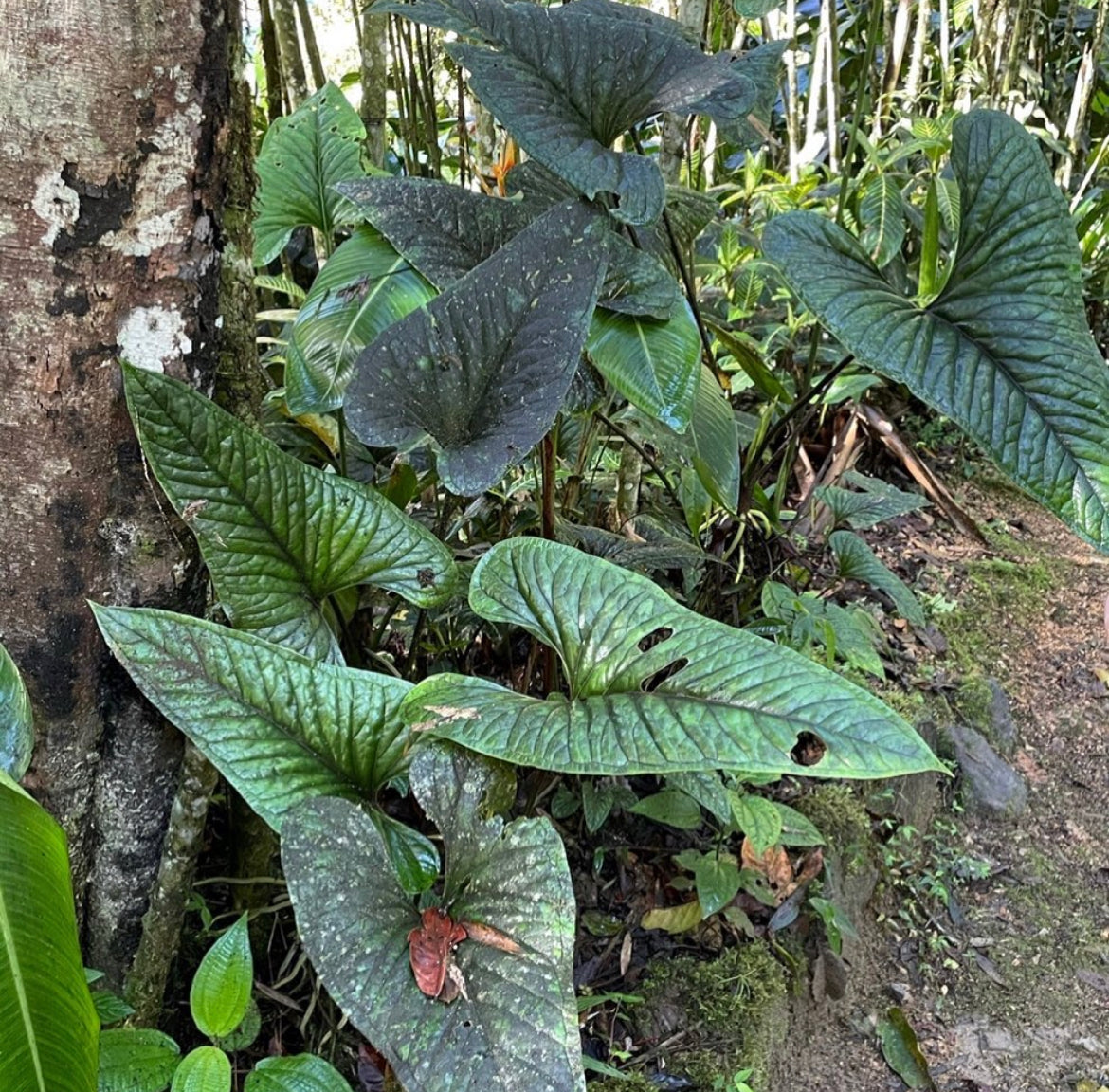 Anthurium cf. lancea