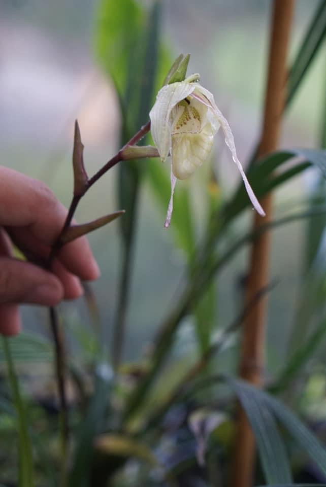 Phragmipedium pearcei