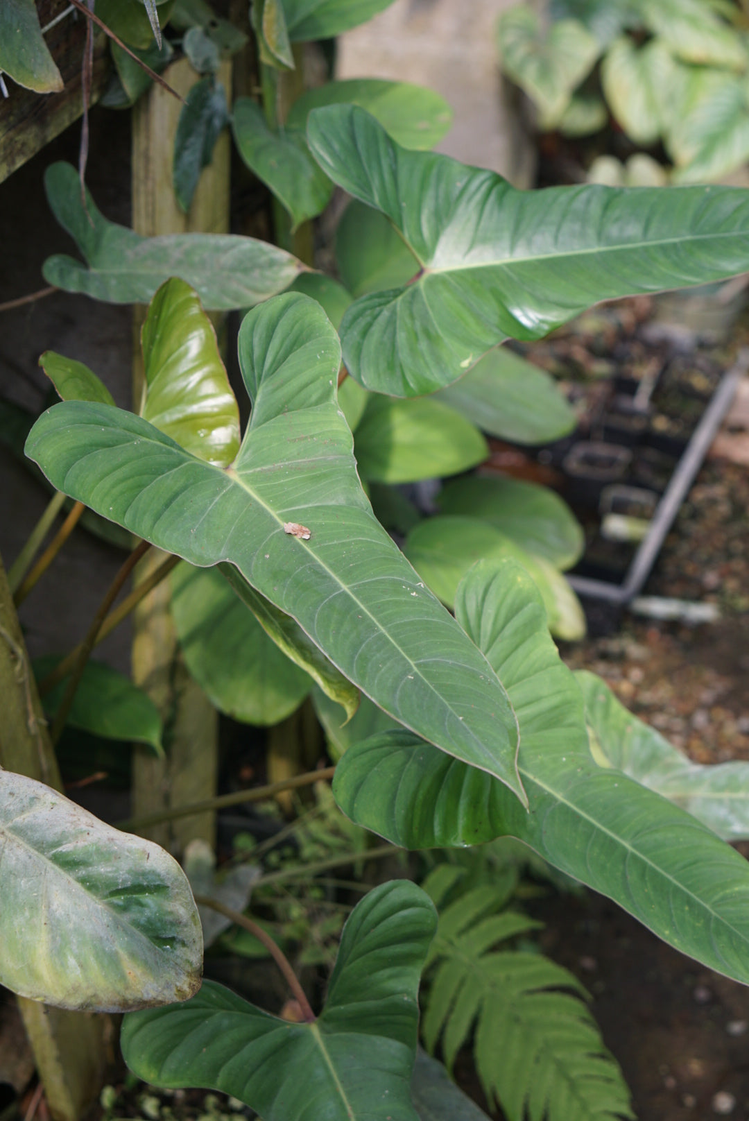Philodendron aff. pinnatilobum