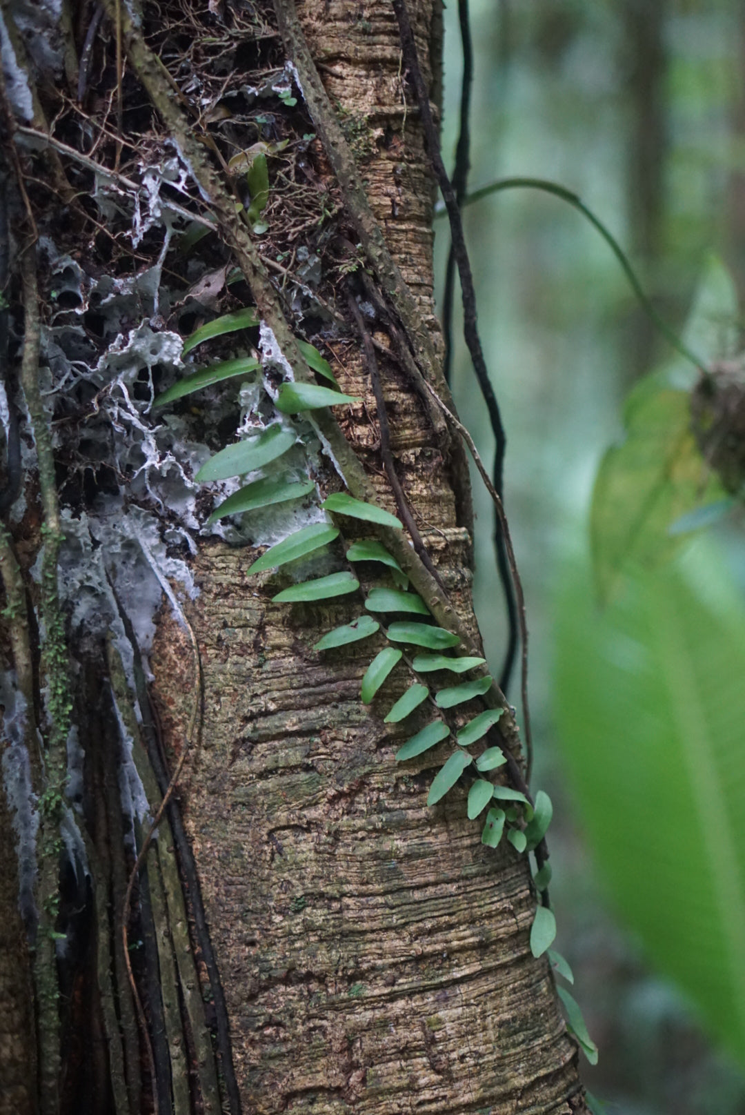 Marcgravia sp. Puerto Quito