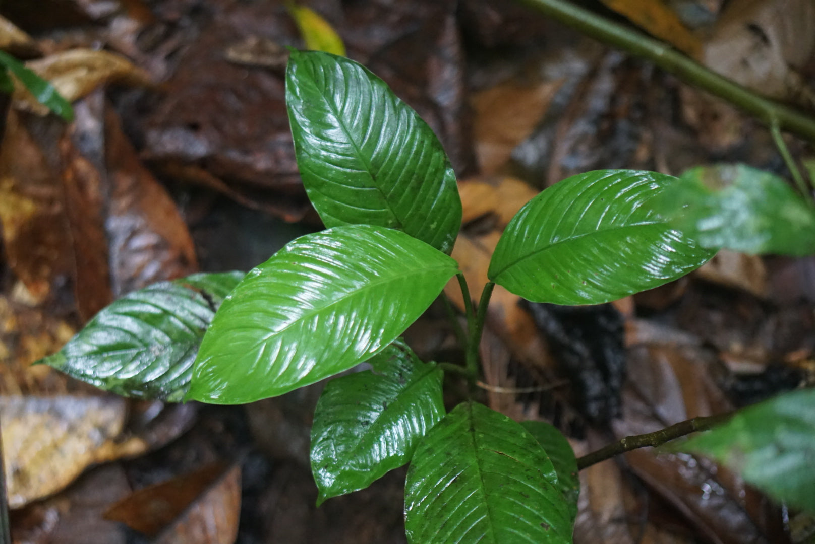 Philodendron sp. Puerto Quito 1