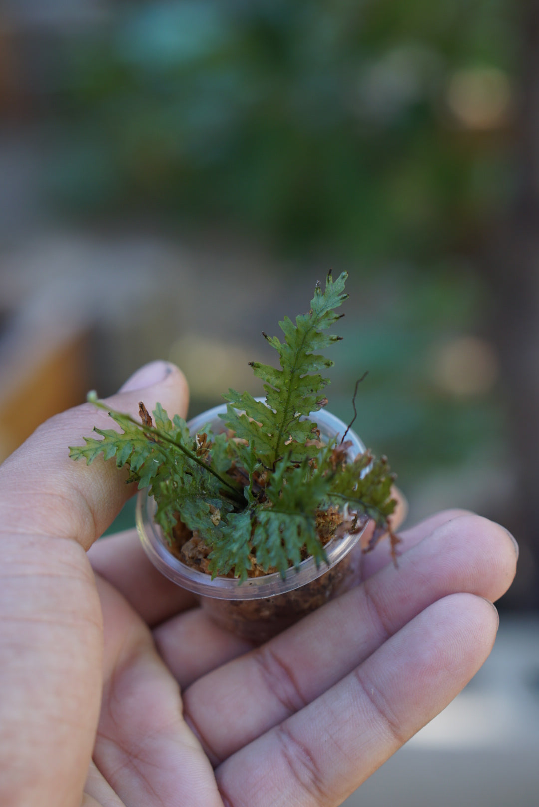 Didymoglossum reptans