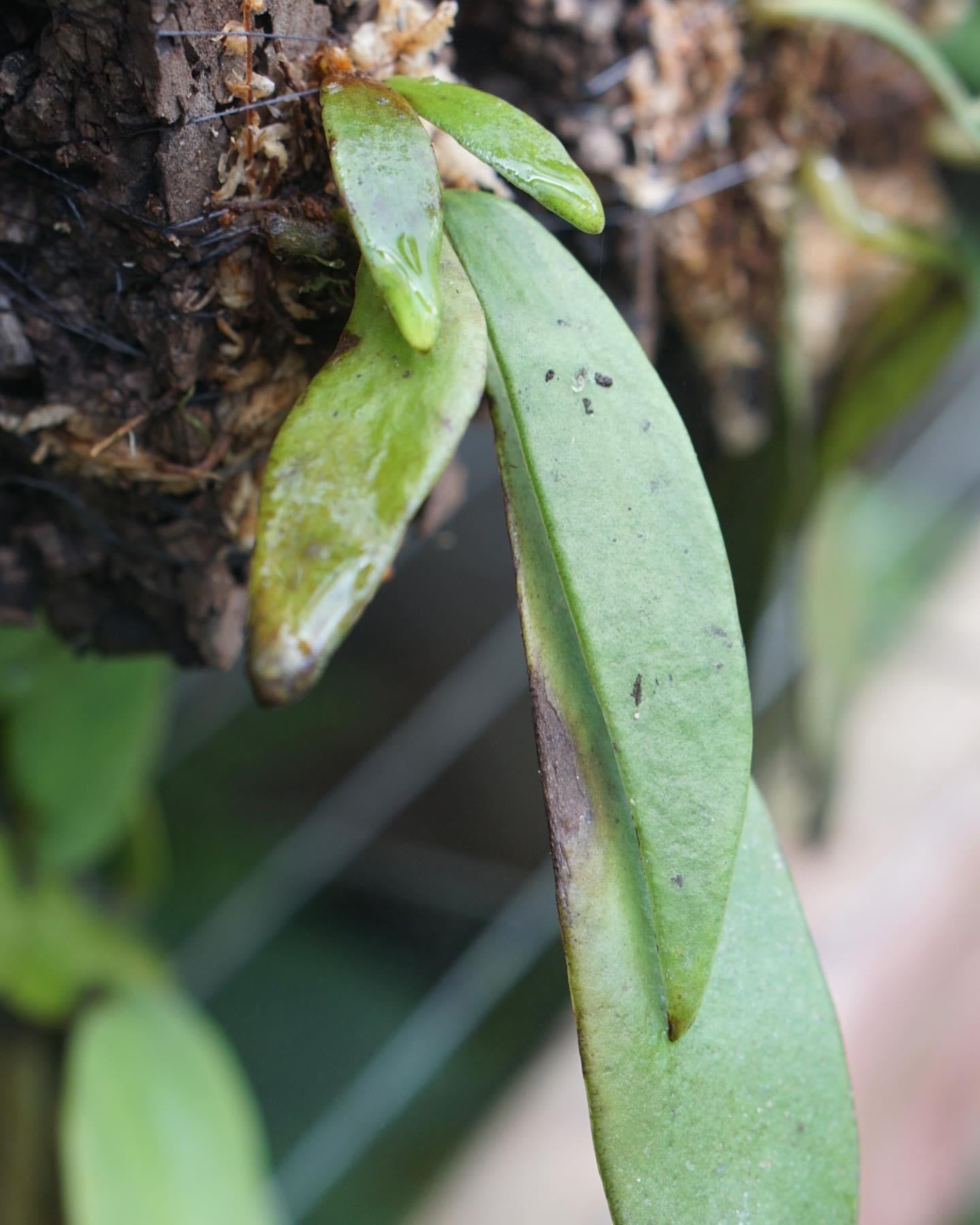 Anetium Citrifolium