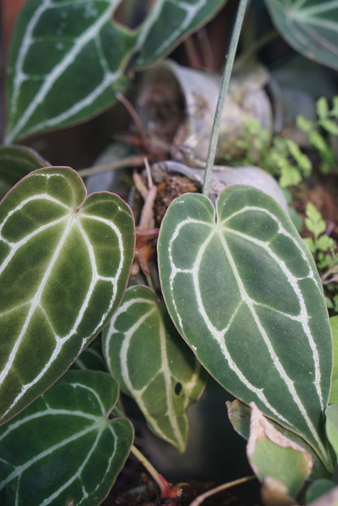 Anthurium crystallinum