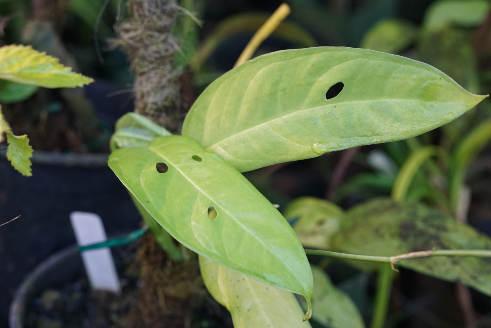 Monstera cf. obliqua 'Amazonas'