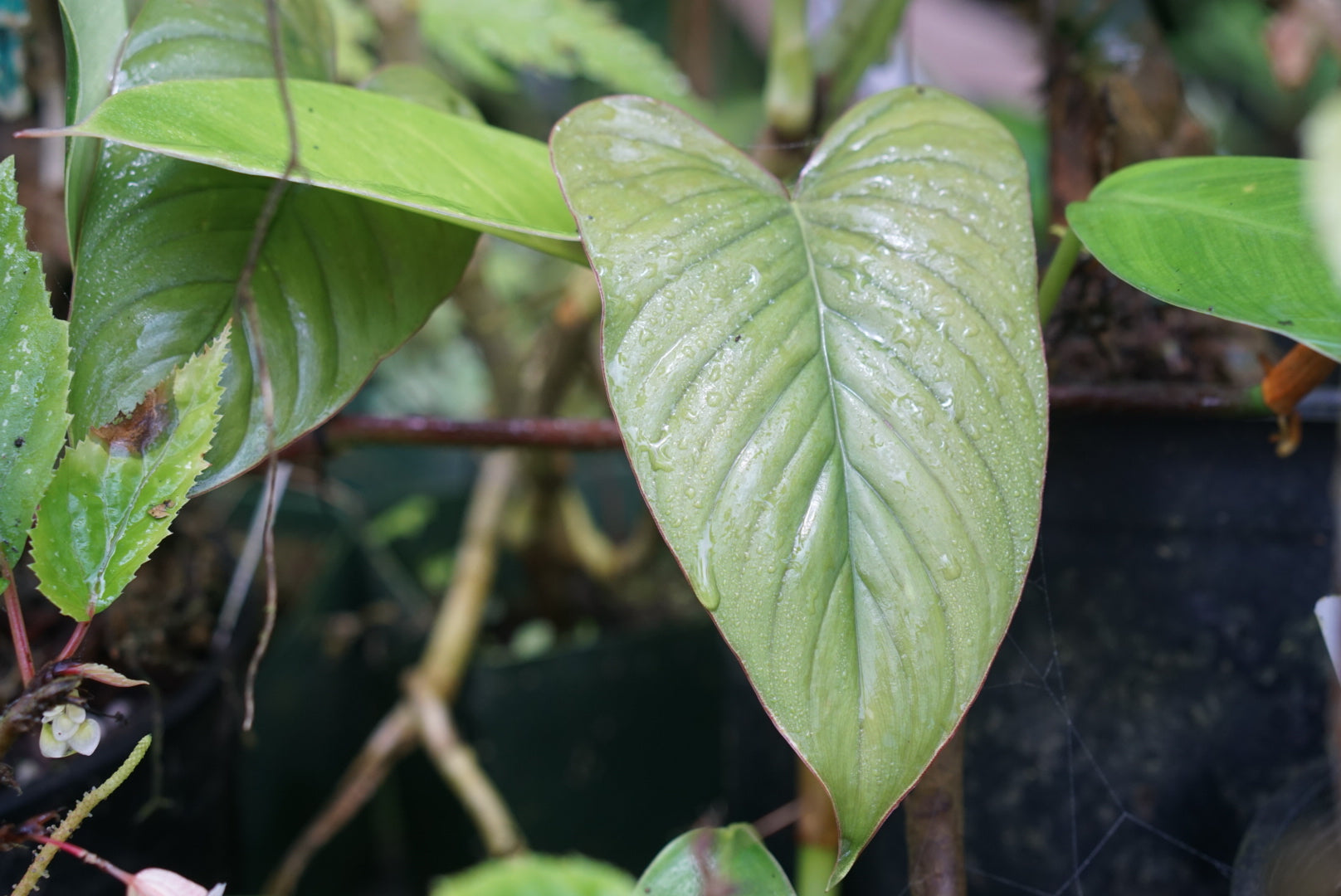 Philodendron ernestii (red form)