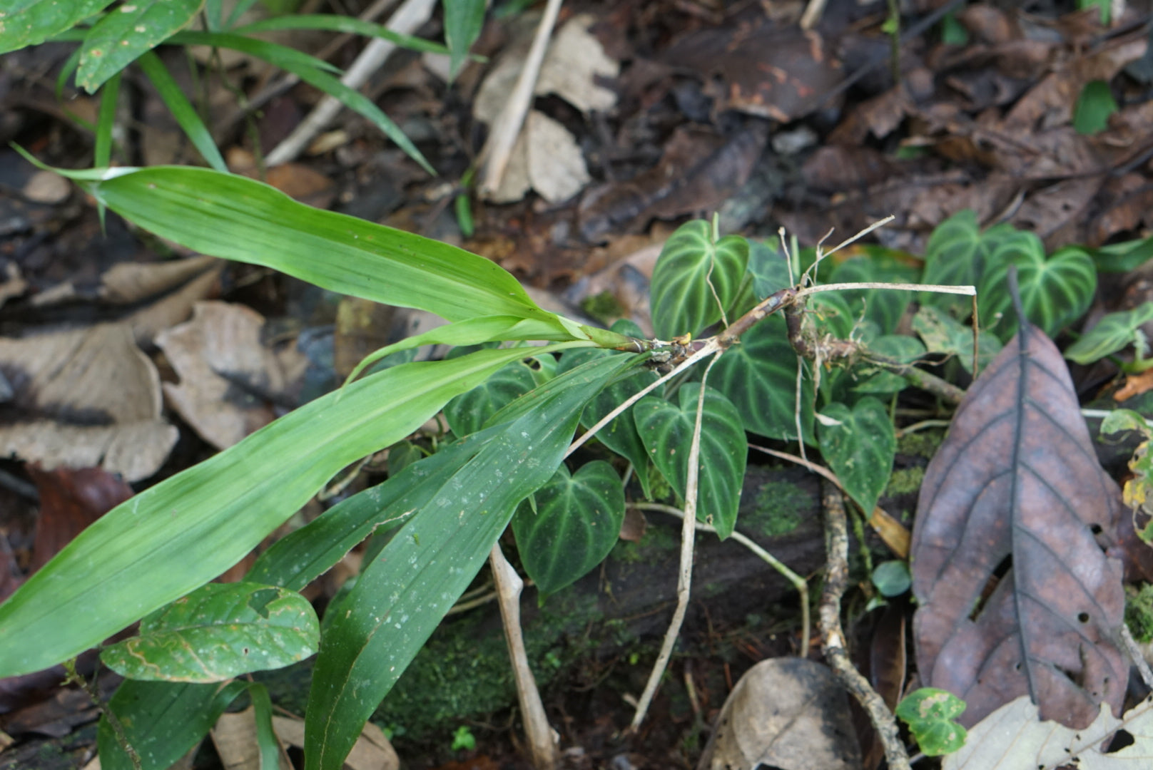 Philodendron verrucosum 'Lita'