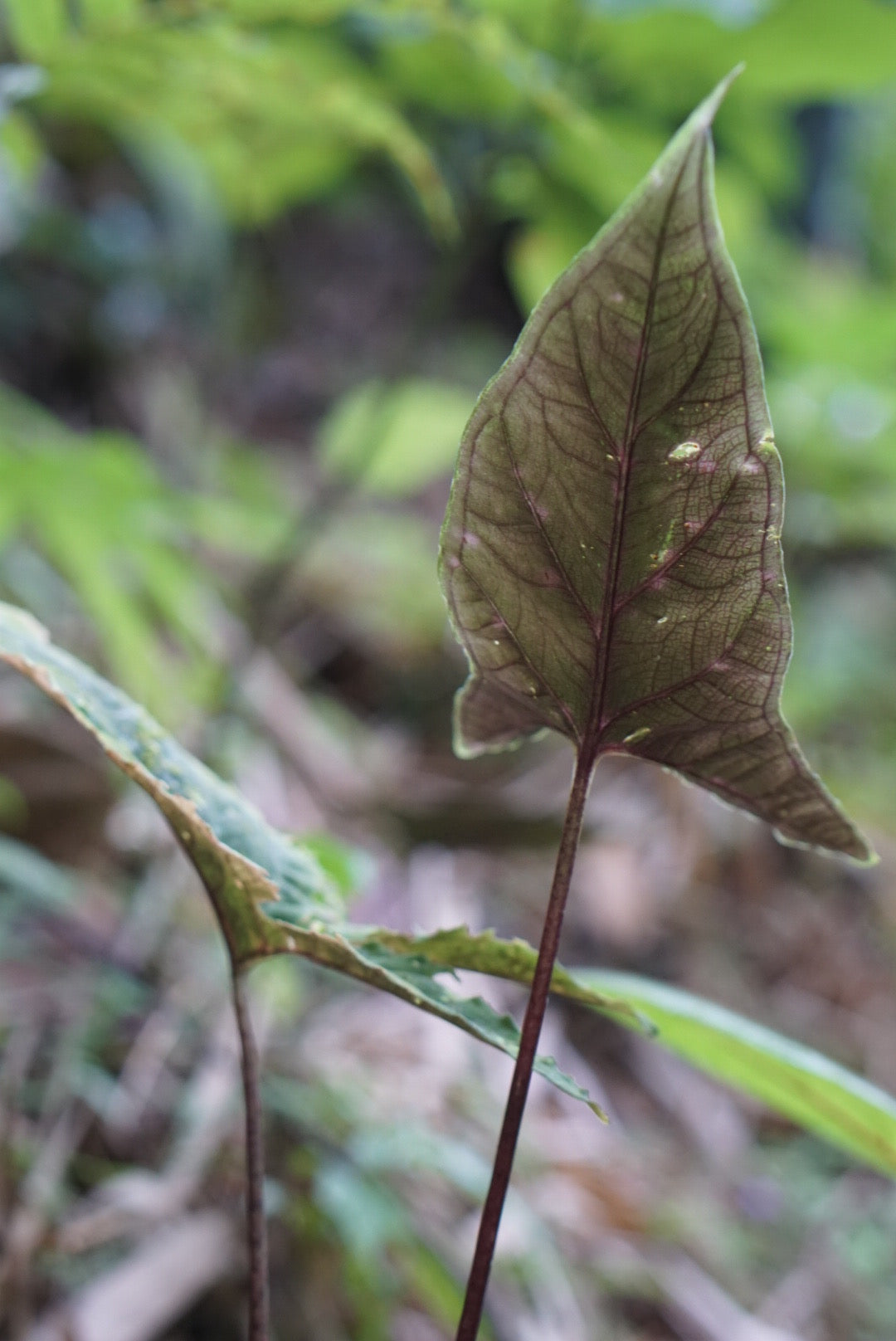 Chlorospatha atropurpurea