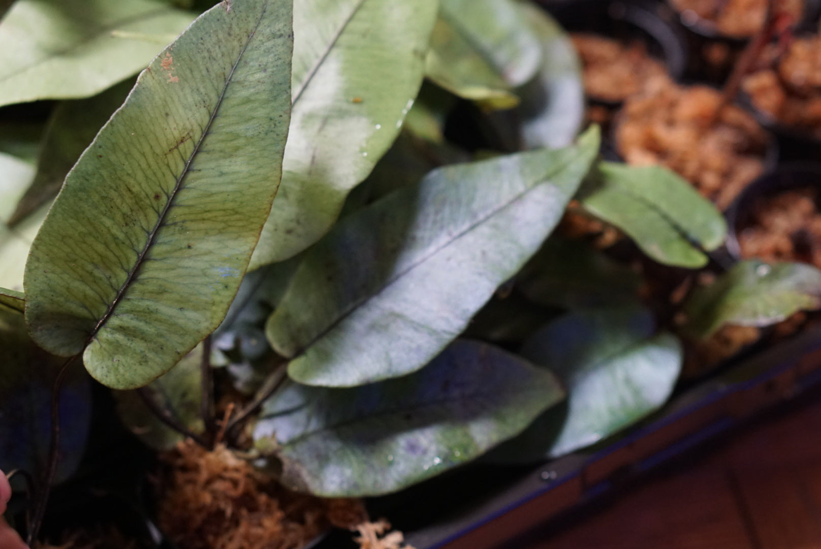 Diplazium cordifolium