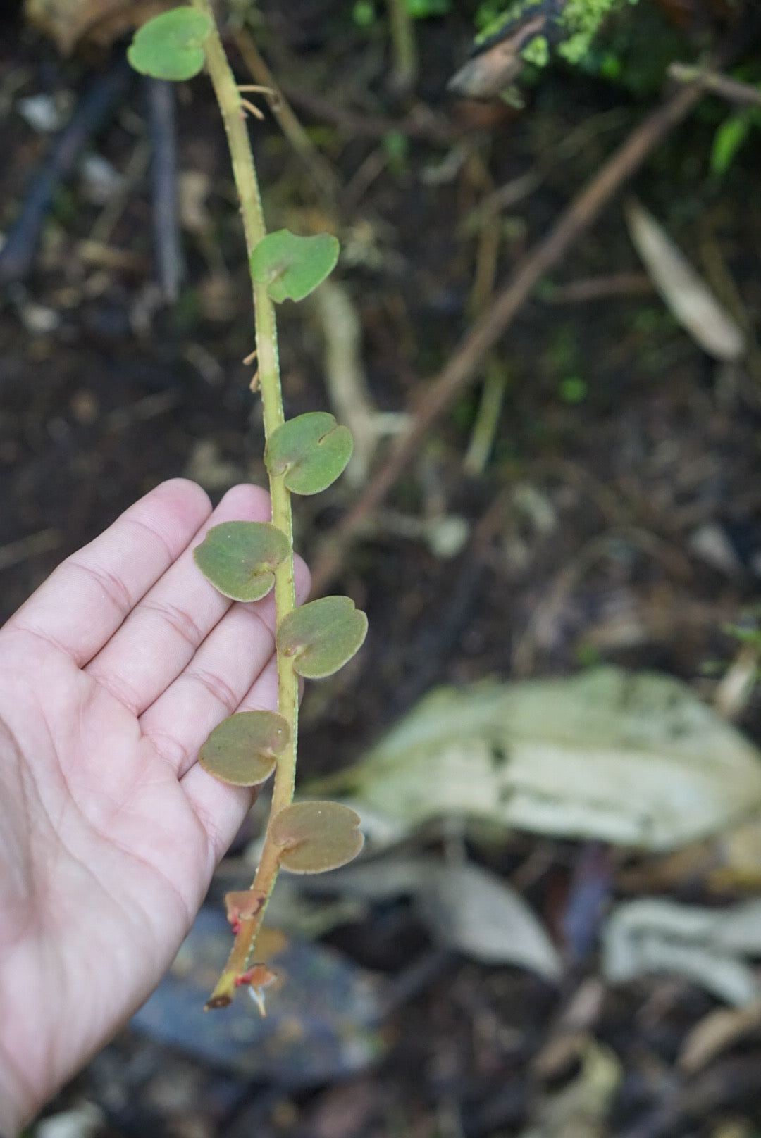 Marcgravia sp Mindo 2