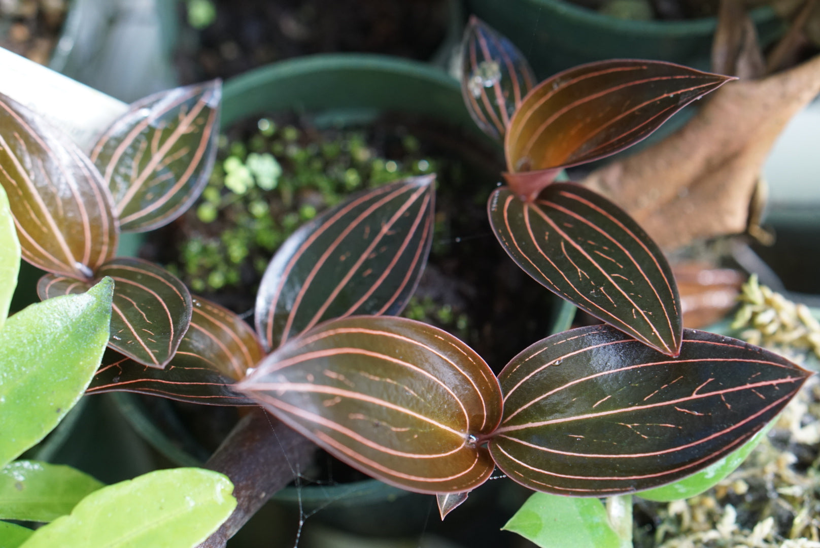 Ludisia discolor
