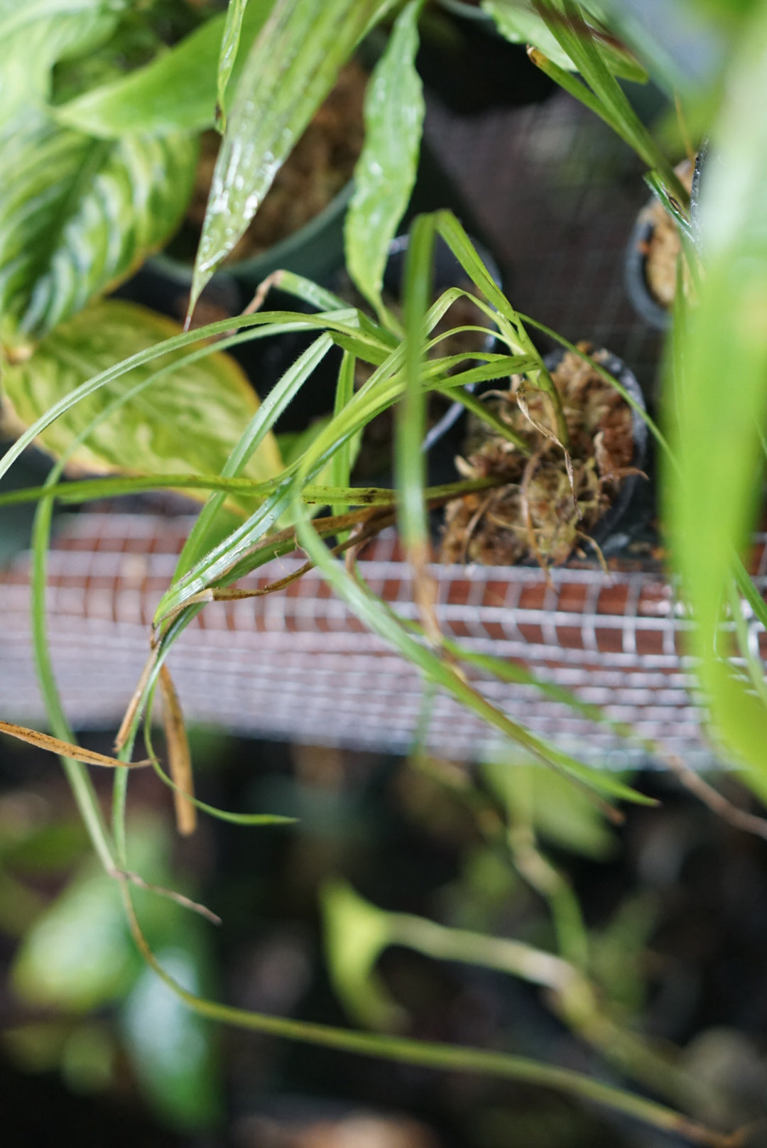 Cyperaceae sp Choco